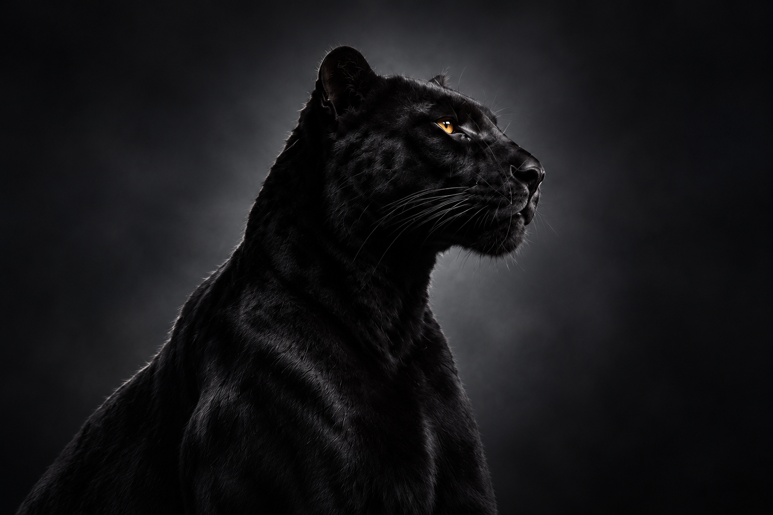 Black panther with a gold eye, looking into the distance